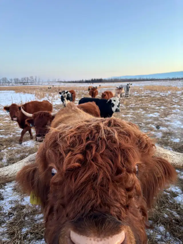 Peppers Cattle Insemanation Service