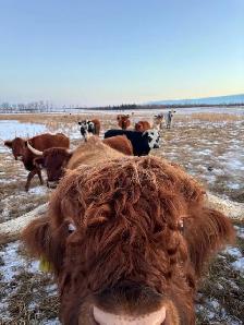 Peppers Cattle Insemanation Service