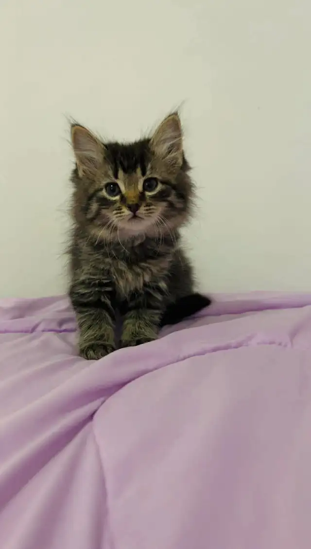 Hypoallergenic Siberian male kitten