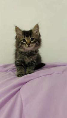 Hypoallergenic Siberian male kitten
