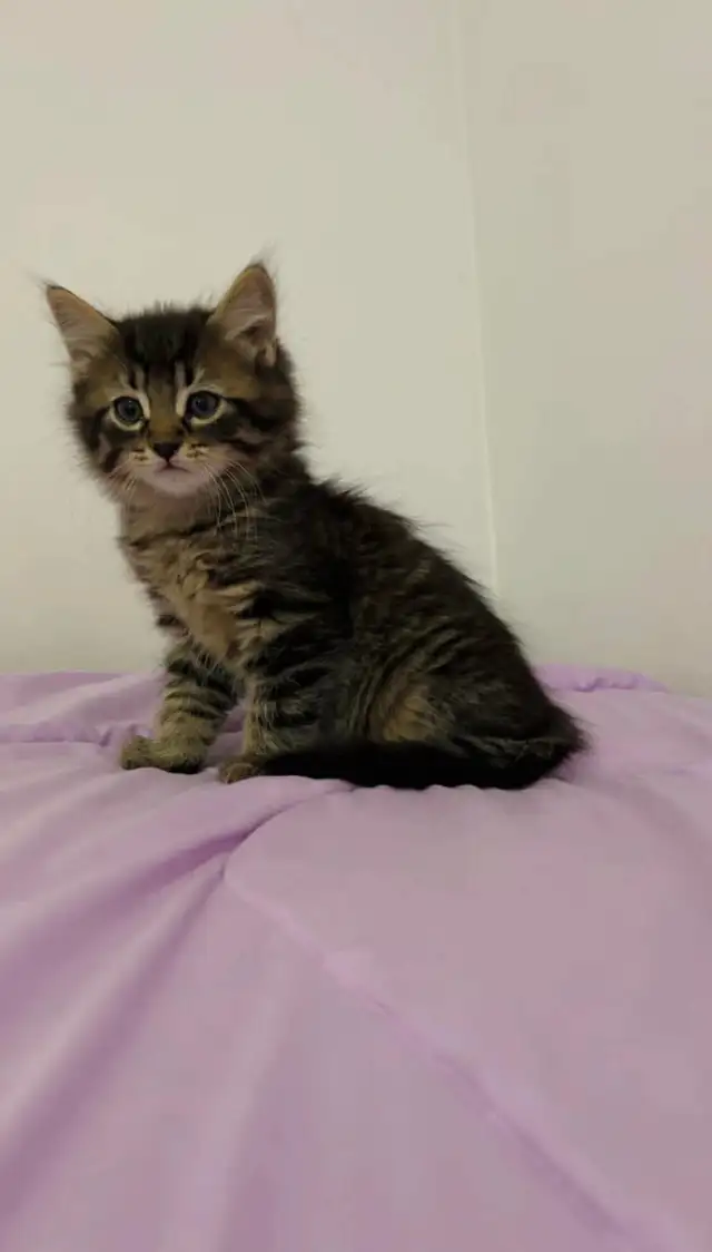 Hypoallergenic Siberian male kitten - Photo 2