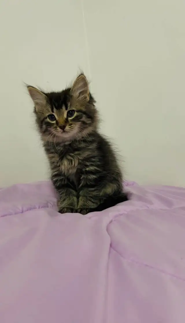 Hypoallergenic Siberian male kitten - Photo 3