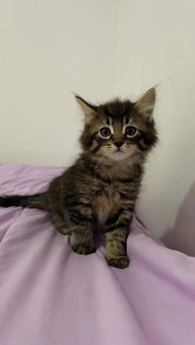 Hypoallergenic Siberian male kitten - Photo 4