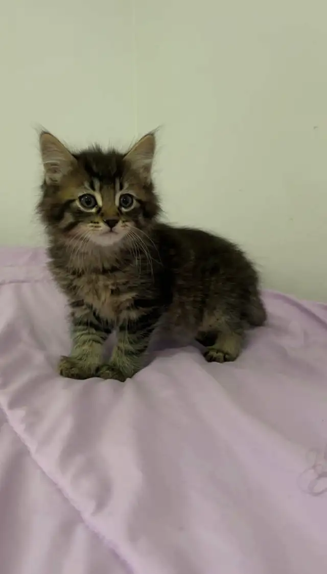 Hypoallergenic Siberian male kitten - Photo 5