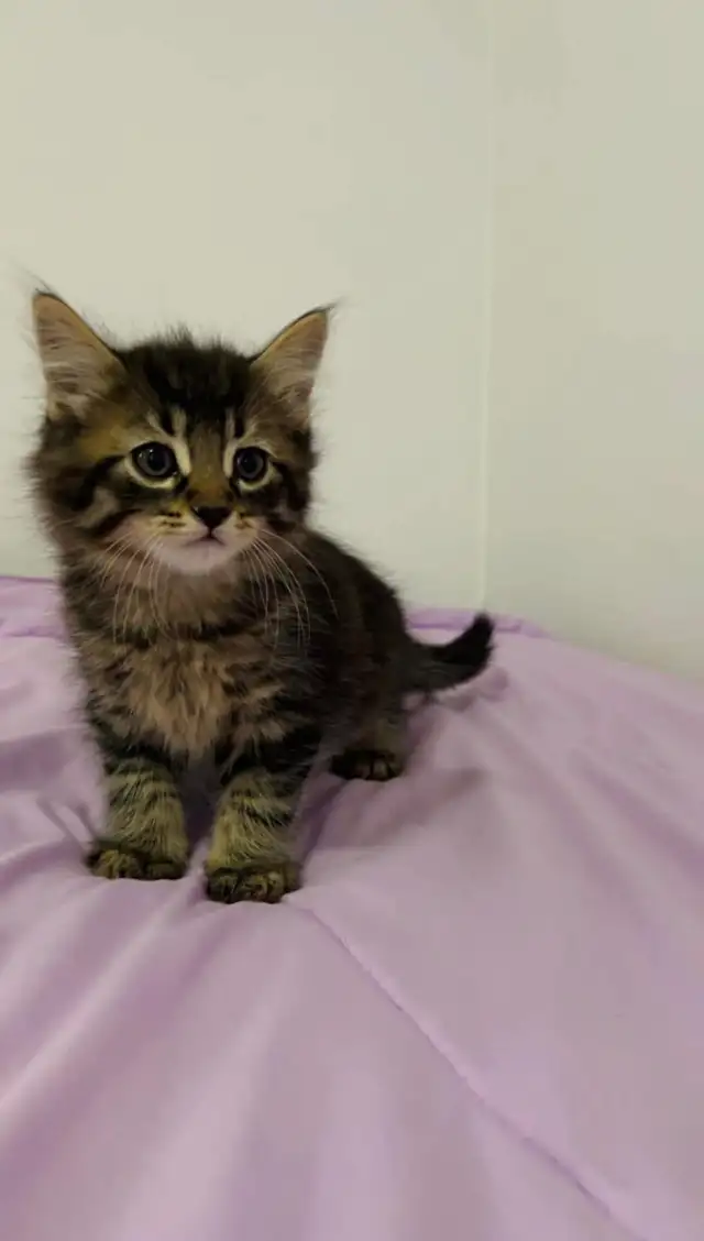 Hypoallergenic Siberian male kitten - Photo 6