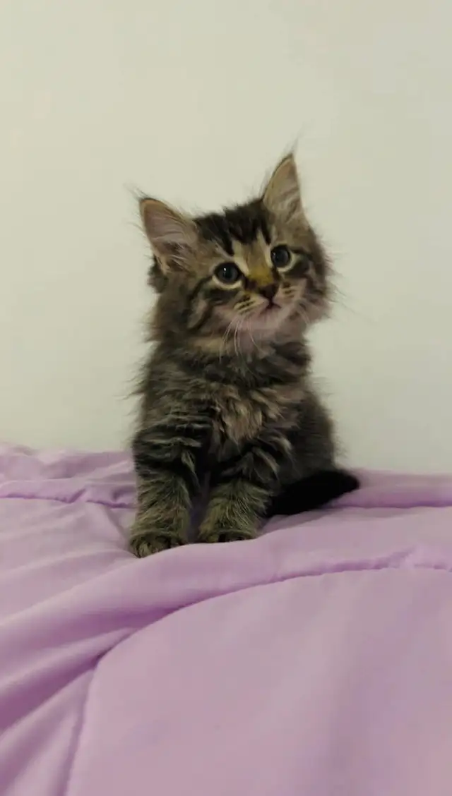 Hypoallergenic Siberian male kitten - Photo 7