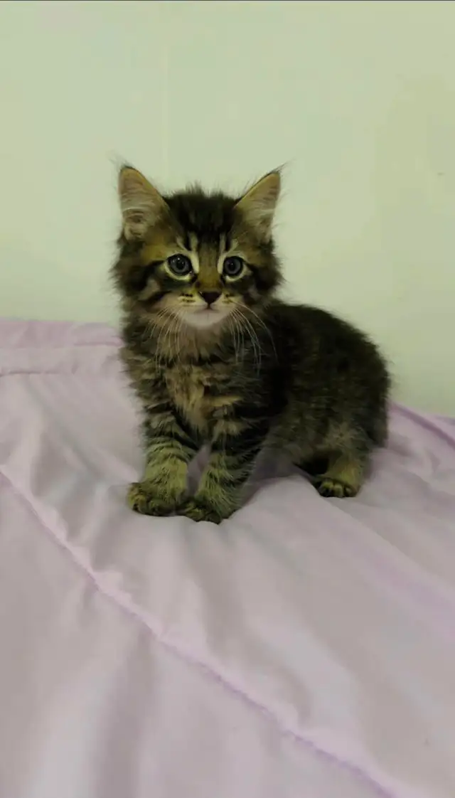 Hypoallergenic Siberian male kitten - Photo 8