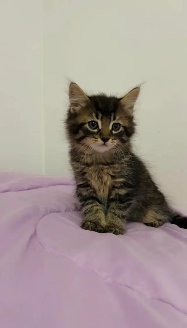 Hypoallergenic Siberian male kitten - Photo 9