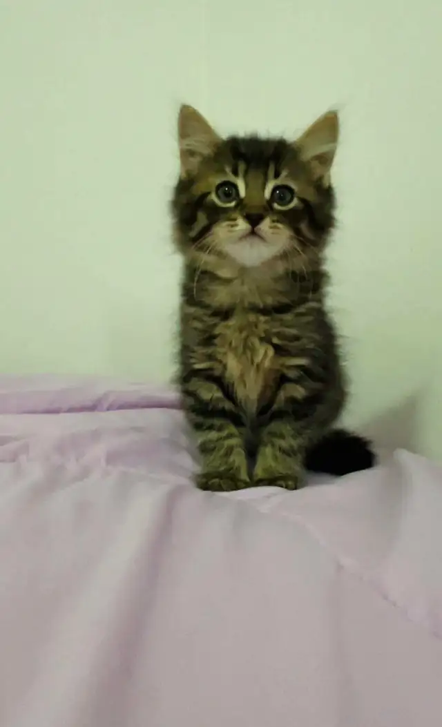 Hypoallergenic Siberian male kitten - Photo 10