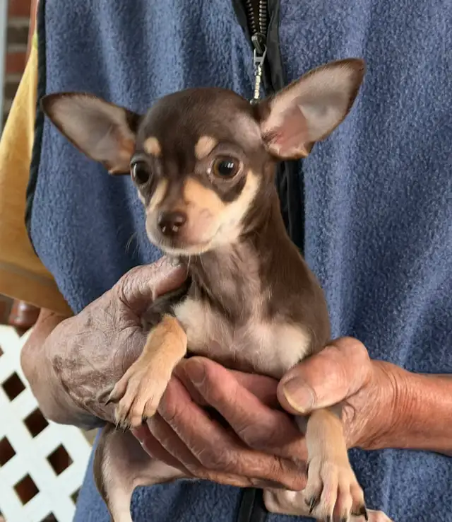 Chiots Chihuahua - Photo 2