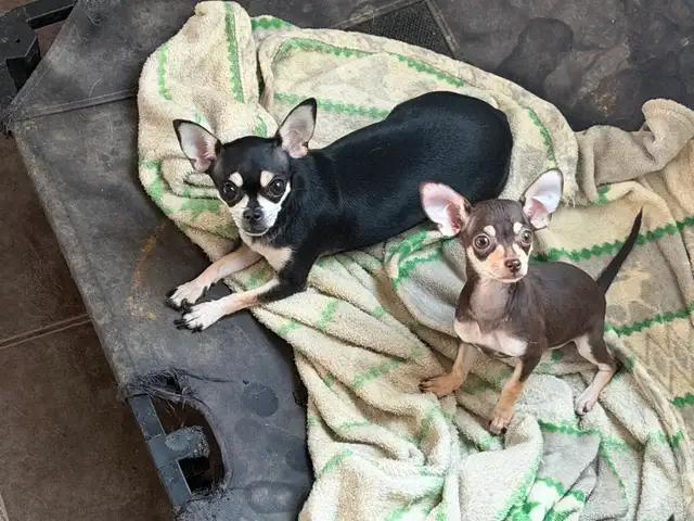 Chiots Chihuahua - Photo 3