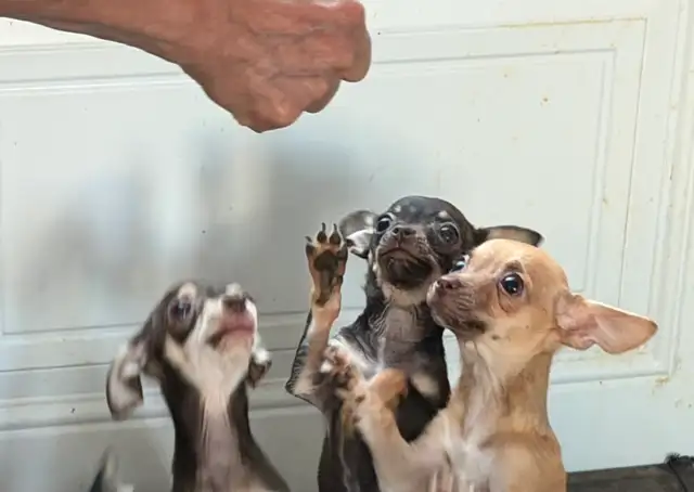 Chiots Chihuahua - Photo 4