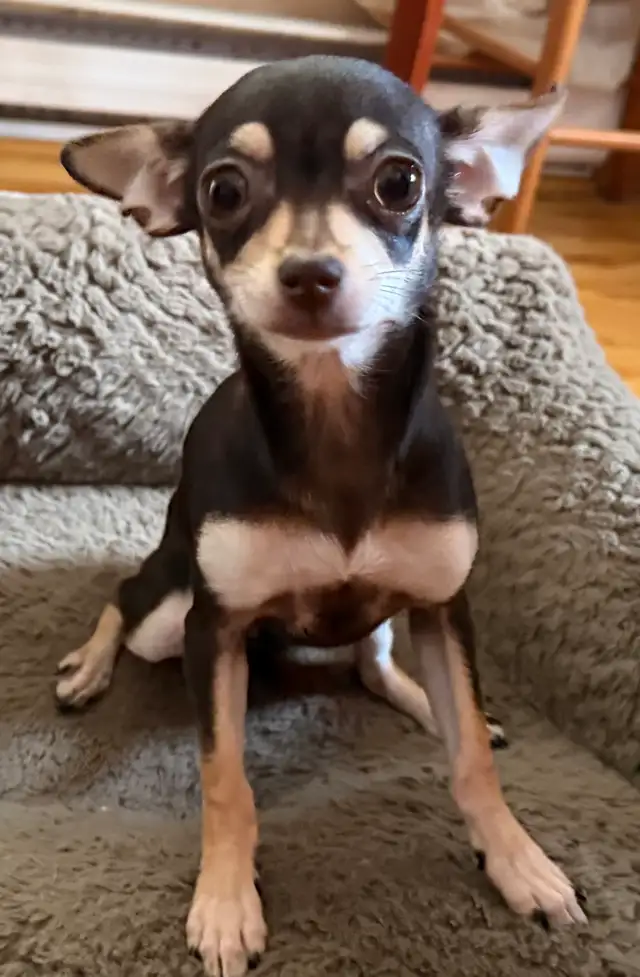 Chiots Chihuahua - Photo 5