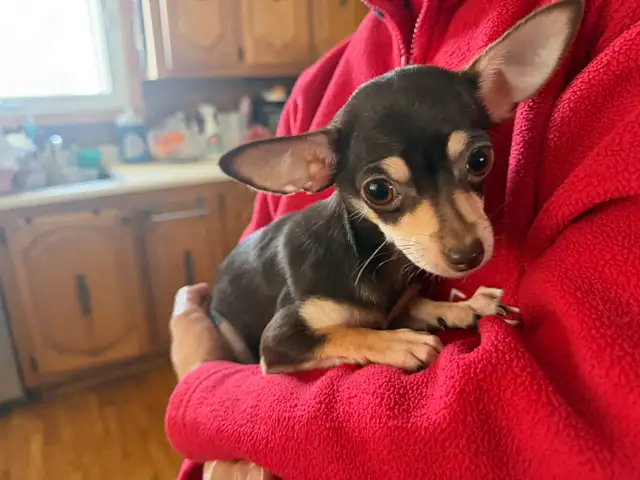 Chiots Chihuahua - Photo 6