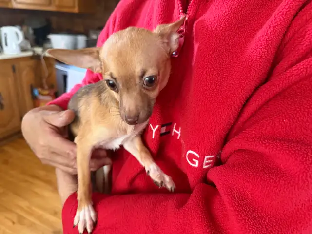 Chiots Chihuahua - Photo 7