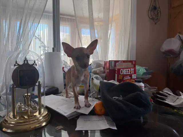 Chiots Chihuahua - Photo 8