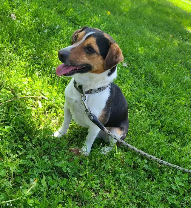 PUNAISES DE LIT - Photo 2