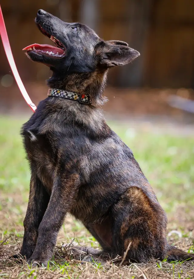 BERGER HOLLANDAIS UKC