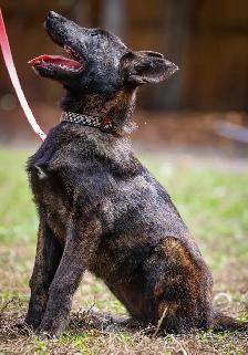 BERGER HOLLANDAIS UKC