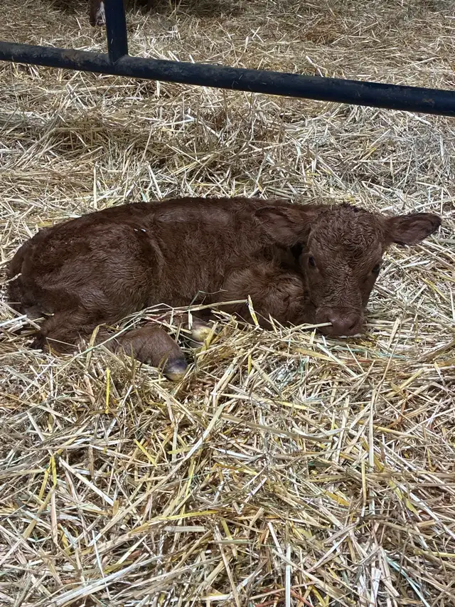 Baby calf for sale.