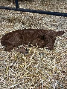 Baby calf for sale.