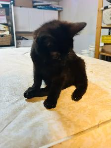 Miss princess handicapable!