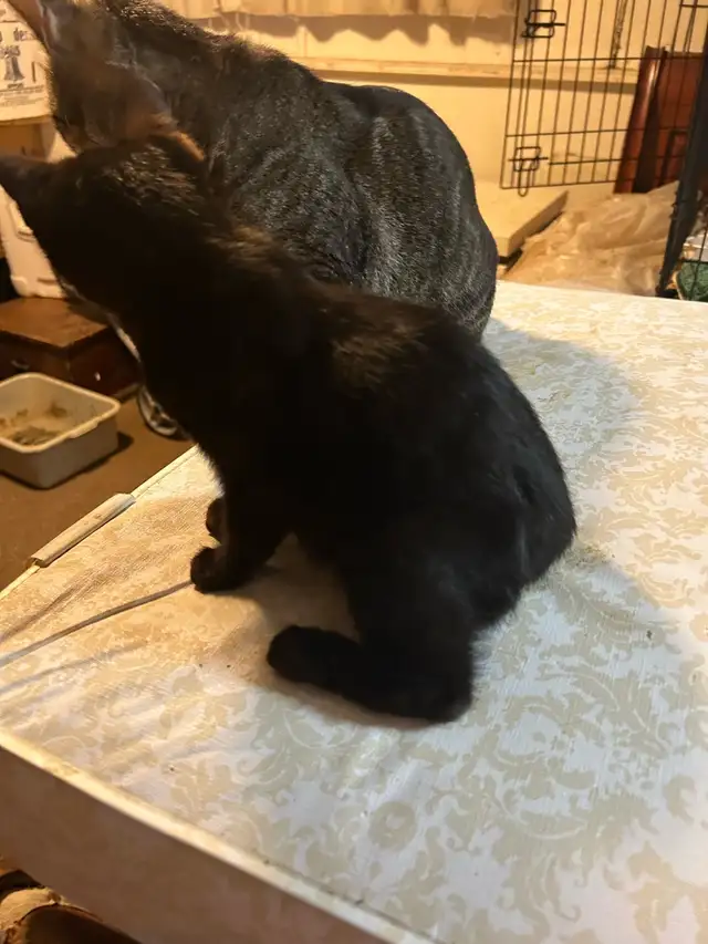 Miss princess handicapable! - Photo 6