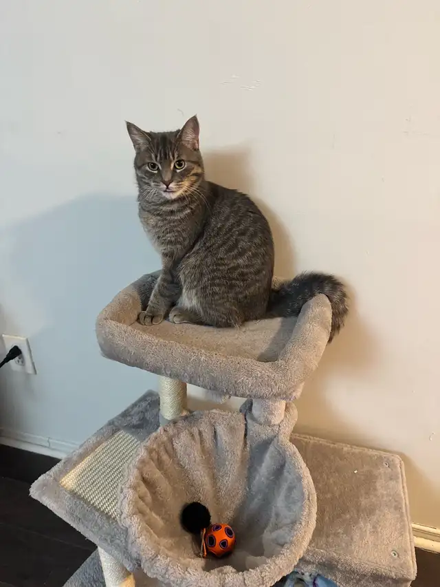 adopción gato - Photo 3