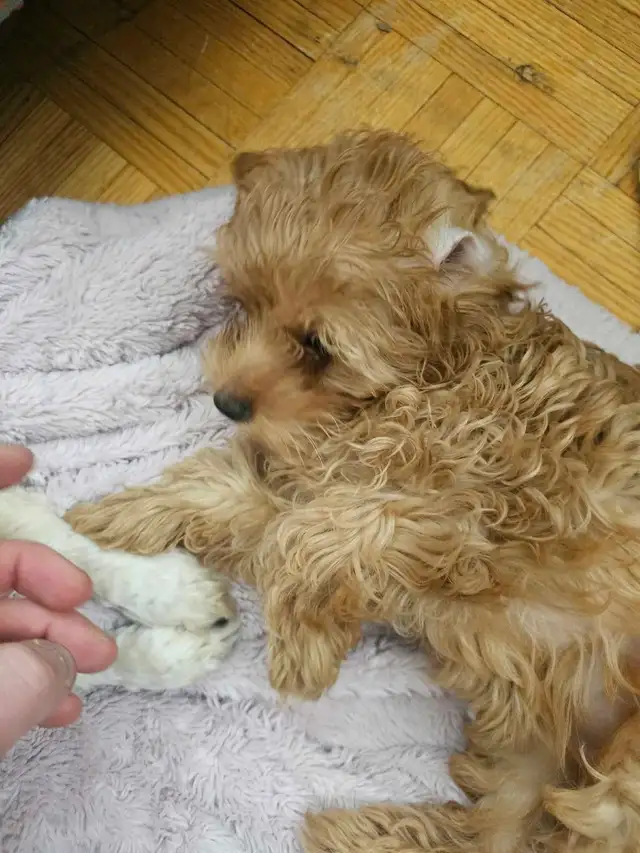 poodle for sale! - Photo 2