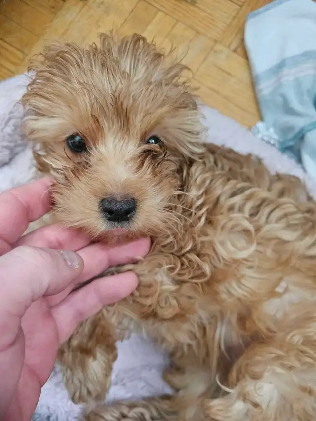 poodle for sale! - Photo 3