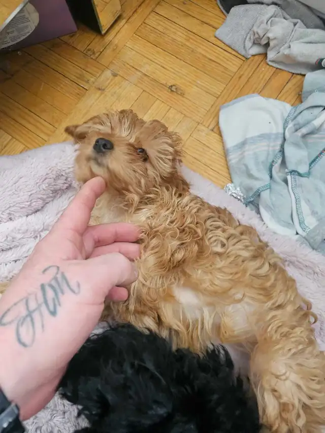 poodle for sale! - Photo 4