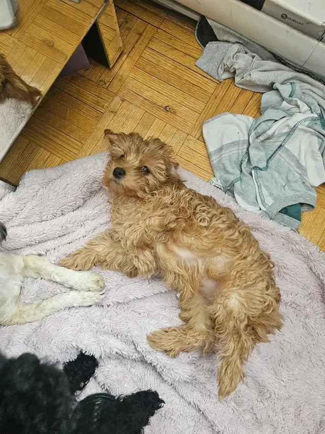 poodle for sale! - Photo 5