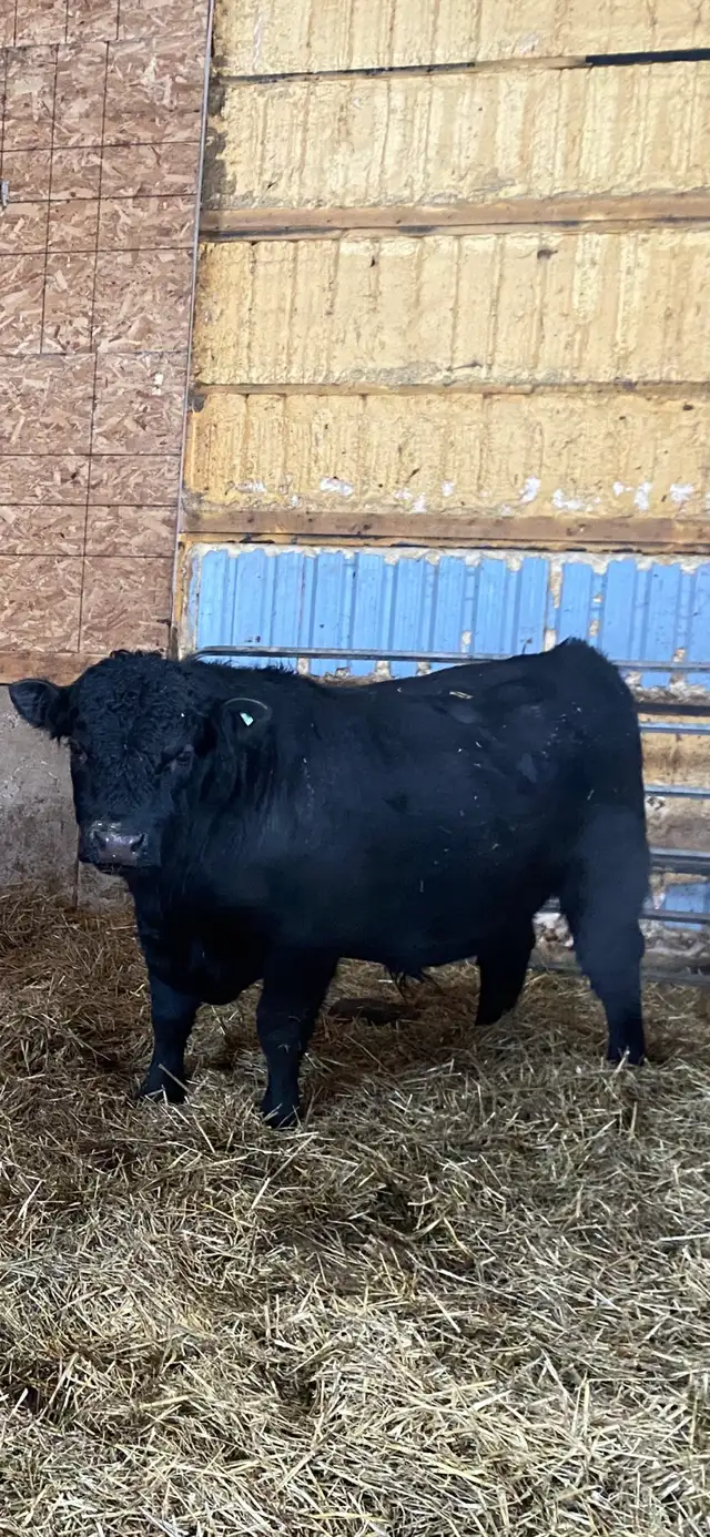 pure Angus Bull