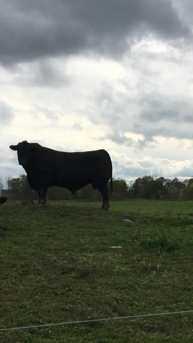 pure Angus Bull - Photo 2