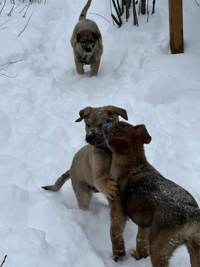 Puppies Available - Photo 2