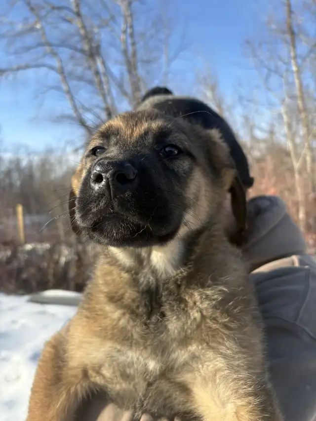 Puppies Available - Photo 3