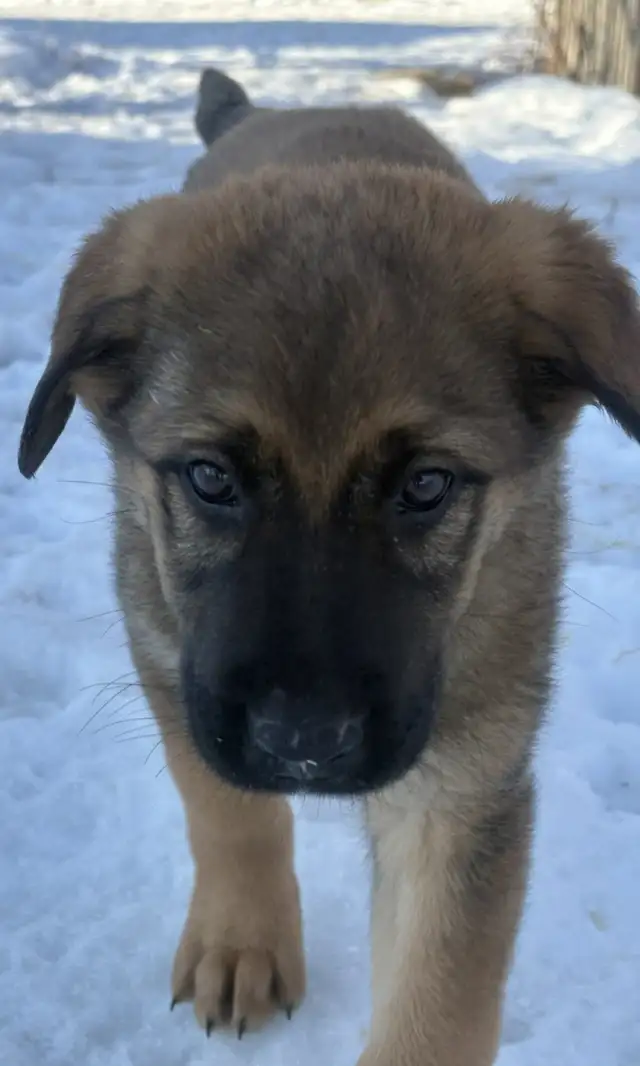 Puppies Available - Photo 4