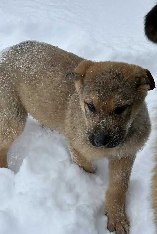 Puppies Available - Photo 5