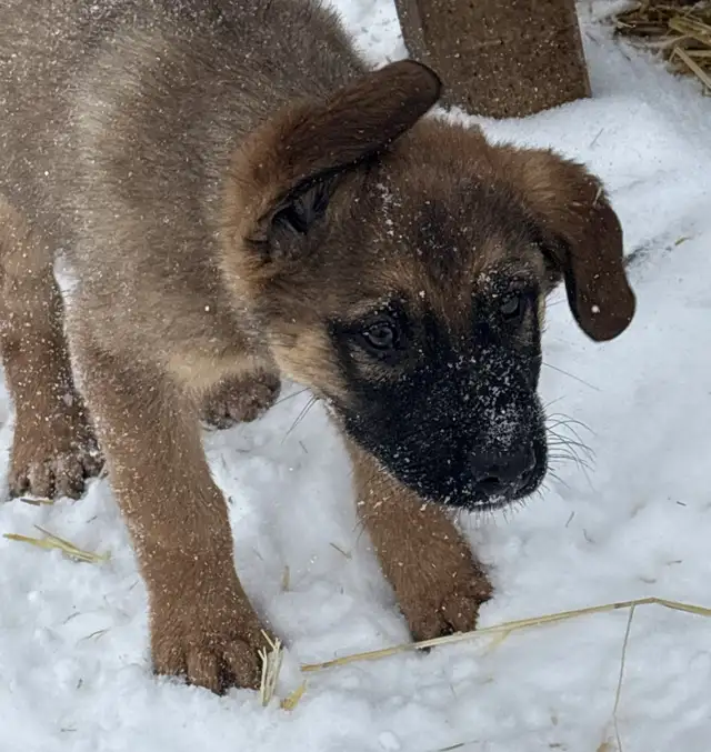 Puppies Available - Photo 6