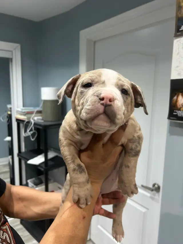 puppy’s ready to go Bu11y