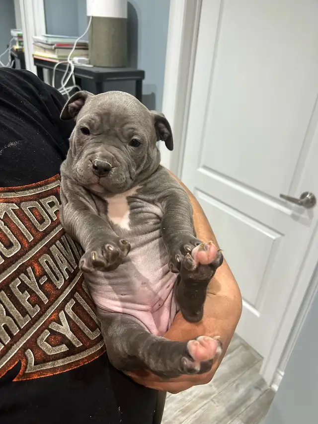 puppy’s ready to go Bu11y - Photo 3