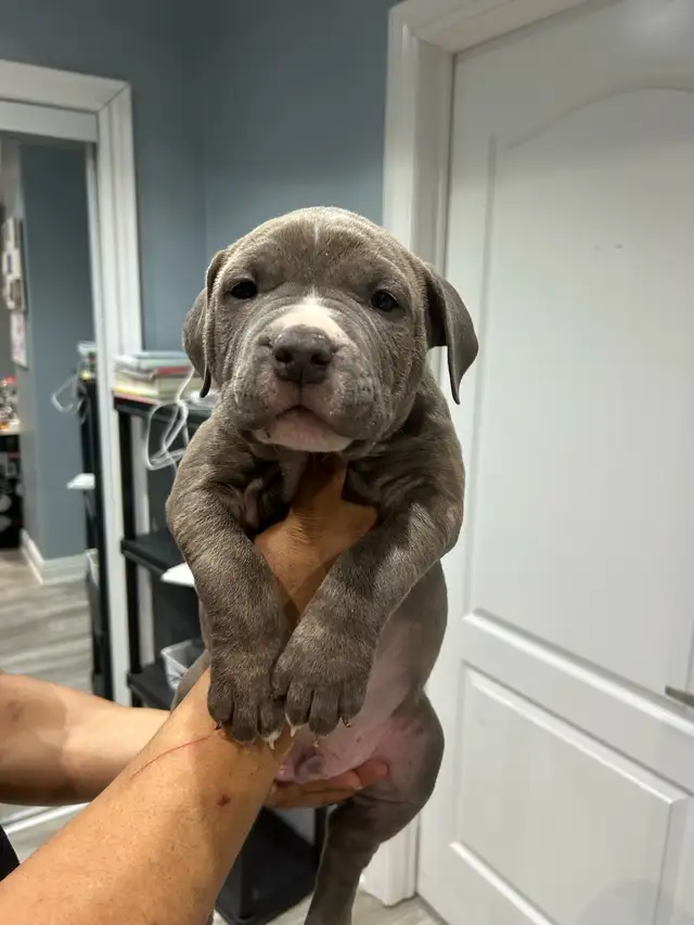 puppy’s ready to go Bu11y - Photo 7