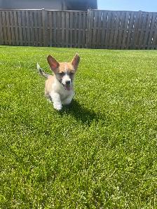corgi puppies