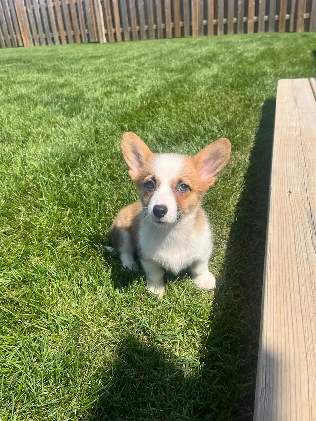 corgi puppies - Photo 2