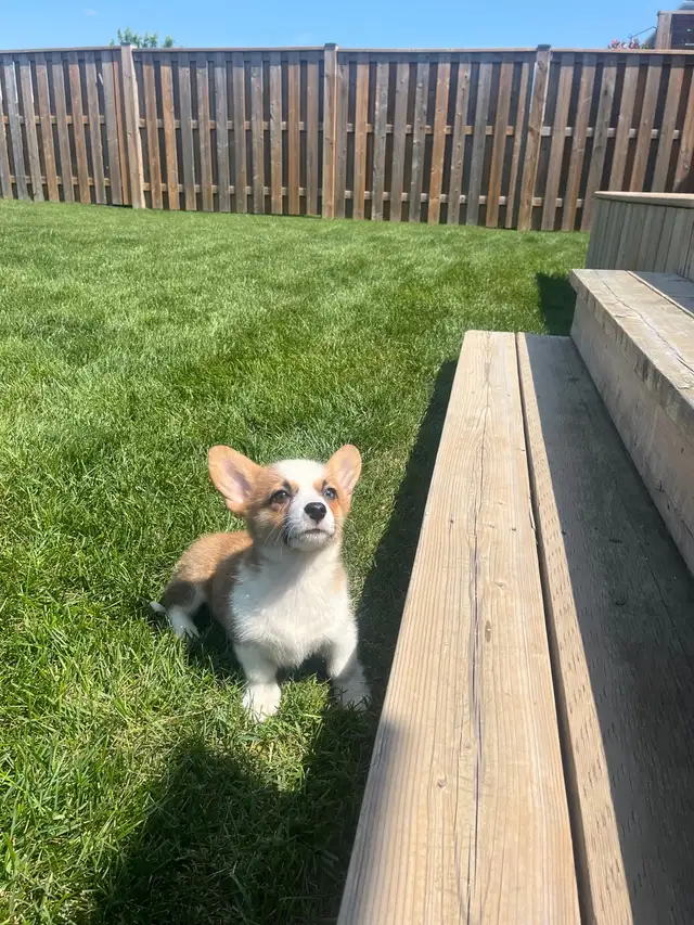corgi puppies - Photo 3