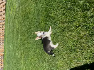 corgi puppies - Photo 5