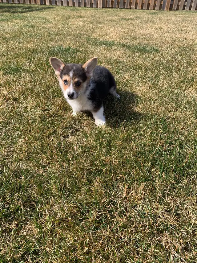 corgi puppies - Photo 6