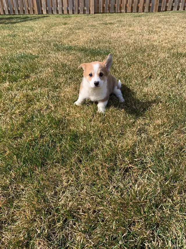 corgi puppies - Photo 7