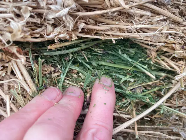 Excellent Quality Alfalfa Hay - Photo 2