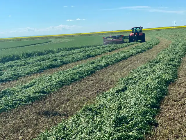 Excellent Quality Alfalfa Hay - Photo 4